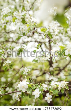 

blooming apple orchards in may