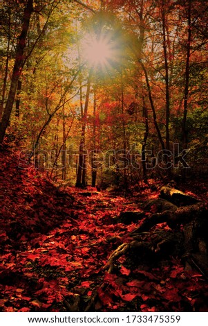 A mesmerizing vertical picture of red autumn leaves against trees and sunlight in a forest