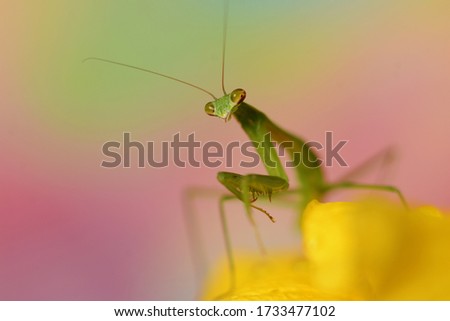 A beautiful macro picture of a green mantid on a yellow flower against a blurry background