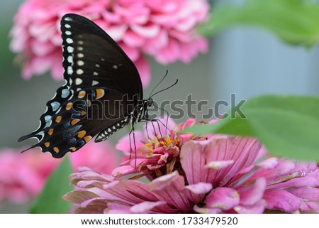 A mesmerizing macro picture of a little black Satyrium butterfly on a pink flower