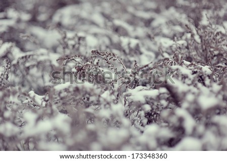 nature, winter forest with frozen glass as grass and bushes