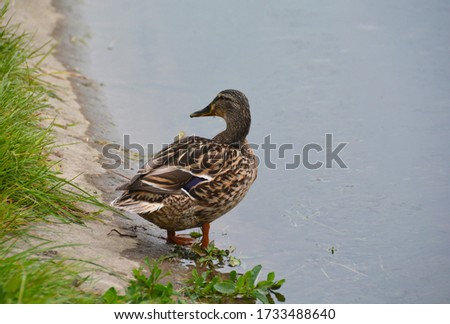 Wild duck at a creek in a park on a sunny day