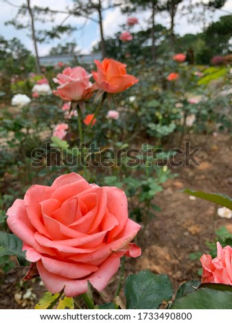 A Red Rose blooming in a summer garden.