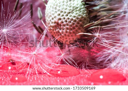 Beautiful dewdrops on a dandelion seed macro. Beautiful soft pink background. Drops of water on a dandelion parachute. Copy space. Soft focus