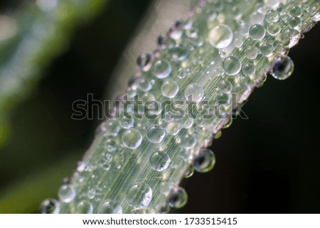 green grass with water drops on the background of sunlight . Soft focus