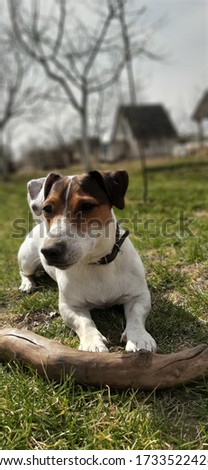 Jack Russell terrier,  Halck, summer 