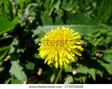 Yellow bright dandelion. Yellow fluffy flower with many petals.