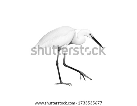 White egret isolated on white background Royalty-Free Stock Photo #1733535677