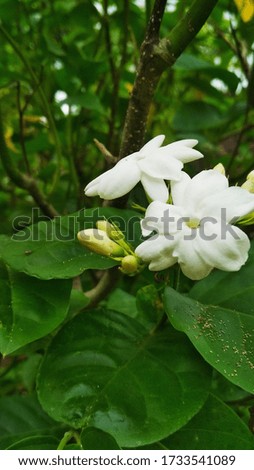 jasmine flower in the yard