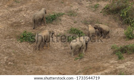 elephants standing together in the Elephant Conservation Center in Sayaboury, Laos, February
