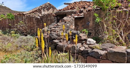 The picture shows exotic yellow flowers in front of a ruin on a sunny day. There is also a white light house in the upper left corner.