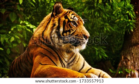 tiger who seems curious on something  so that keeping staring at it while staying on the branch of tree, side view, ground level, stock photo