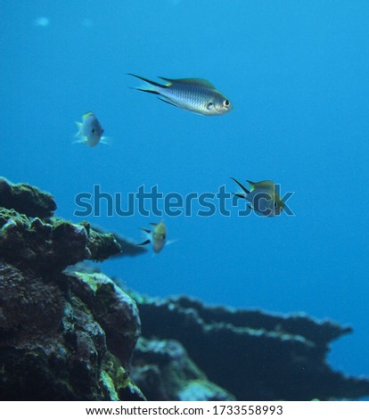 tropical fish under the sea during a scuba diving in Okinawa island, Japan.