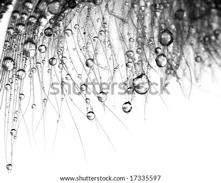 Drops on feather black and white