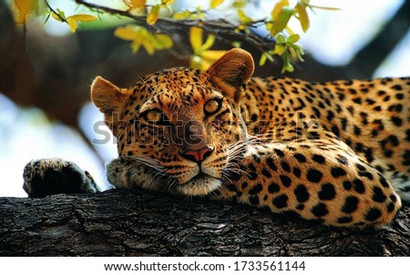 tired leopard laying on the branch of tree during daytime, front view, ground level, stock photo