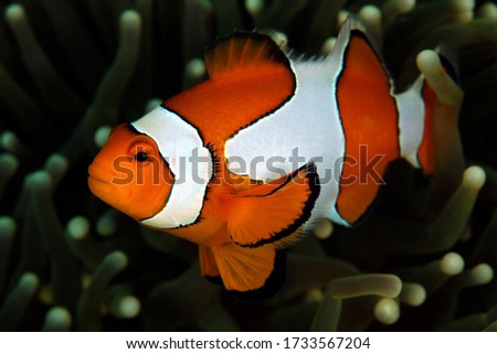 Clown Anemonefish (Amphiprion ocellaris, aka Ocallaris Clownfish) in Anemone. Triton Bay, West Papua, Indonesia