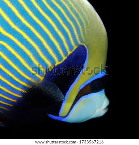 Close-up of a Emperor Angelfish (Pomacanthus imperator). Tofo, Mozambique