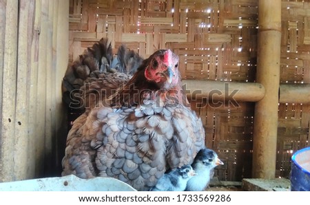 The mother hen looks seriously at the camera.  The position of the mother hen in protecting her offspring.