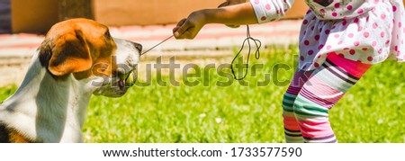 Happy girl playing with beagle dog active tug of war on lawn. Dog with child fun
