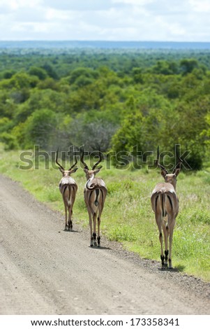 Three Impala rams walking along a dirt road in Kruger National Park, South Africa.