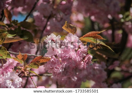 Blossoming pink sakura close up. Beautiful sakura blossom. Tender spring picture. Beautiful pink background. Many blooming pink flowers on the branches of the cherry trees. Beautiful spring sacura.