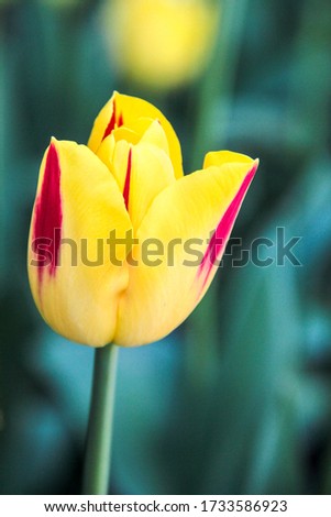 Tulip season. Bright fresh spring flowers tulips on blurred background. Beautiful yellow tulip blooming in garden. Tulips on the flower bed. peony shape tulip