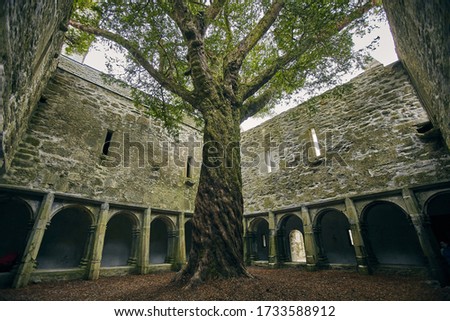 A tree in the yard of the Muckross Abbey under the sunlight in Killarney National Park, Ireland Royalty-Free Stock Photo #1733588912