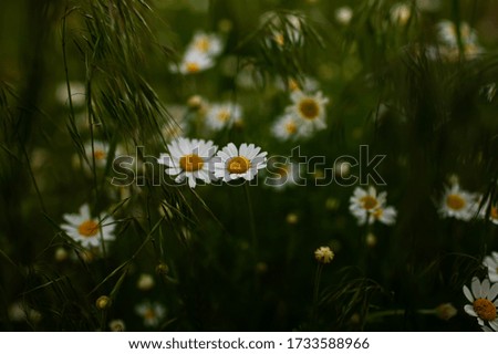 White Wild Daisies In Summer Green Field At Sunset.