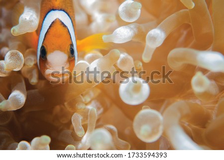 Clown Anemonefish, Amphiprion percula, swimming among the tentacles of its anemone home. Tulamben, Phillippines.