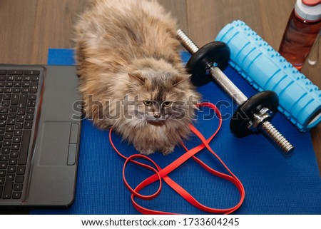 Fat gray cat with a dumbbell in the sports mat. Sports concept. Home training