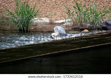 This is a picture of a heron taken in Miryang, Korea.