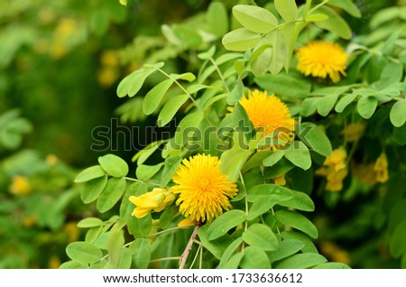 Yellow dandelions on a green branch