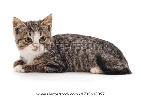 One little kitten isolated on a white background.