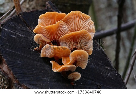 Close-up picture of mushroom, This small to medium sized saprobic fungus fruits in dense clusters during winter on both exotic and indigenous fallen or standing wood.