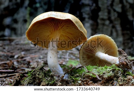 Close-up picture of mushroom, Gymnopilus eucalyptorum is a species of mushroom in the Cortinariaceae family.