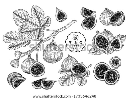Vector Sketch Fruit decorative set. Fig. Hand Drawn Botanical Illustrations. Black and white with line art isolated on white backgrounds. Fruits drawings. Retro style elements. Royalty-Free Stock Photo #1733646248