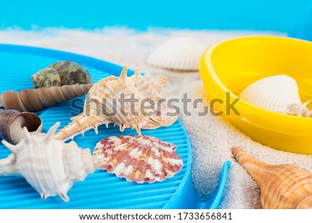 Starfish, shellfish and conch on the sandy beach