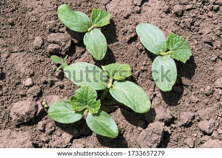 Top view on cucumber seedlings on a vegetable bed