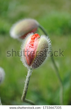 green fluffy buds of a red poppy flower close-up on a green background. for labels, signboards, flyers, informative flyers, banners
