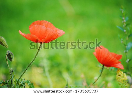 Beautiful red poppy flowers in the nature with a bugs