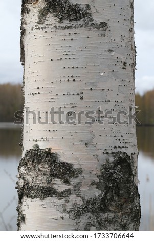 Birch trunk close up in park.