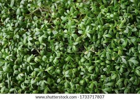Microgreen of garden cress, young plants, in plastic container on windowsill top view Royalty-Free Stock Photo #1733717807