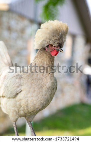 A polish top hat chicken a breed known for their head plumage Royalty-Free Stock Photo #1733721494