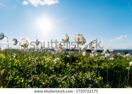 White anemone flower in a spring meadow of green grass under the rays of the bright sun on a blue sky with clouds