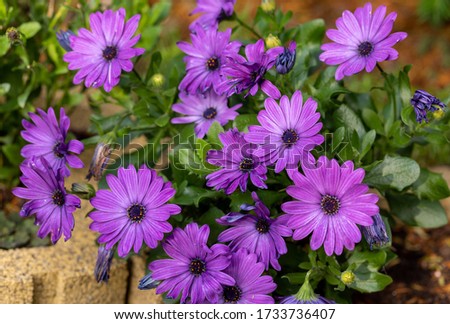  blooming intense violet blue african marguerite or cape daisy flowers