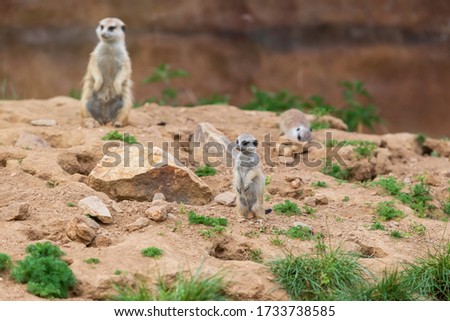 Meerkat - Suricata suricatta in a group in its natural habitat plays in a group.