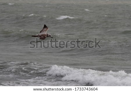 Seagull over the Black Sea in stormy weather near the coast near the city of Yevpatoriya (Crimea, Crimean peninsula).