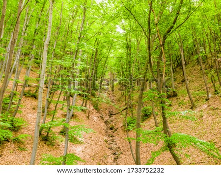 A view of the beautiful spring forest.