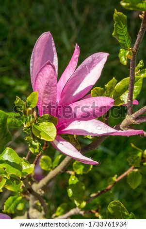 Macro of a violet magnolia blossom 