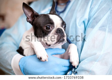 The Boston Terrier dog is being examined and treated by a doctor at a veterinary clinic.